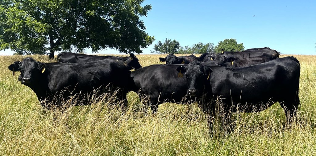 Mid-Year Cattle Cycle Update