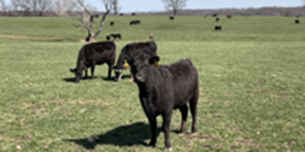 40 Angus, BWF, Red Angus, RWF & Charolais Cross Open Cows... Southwest MO