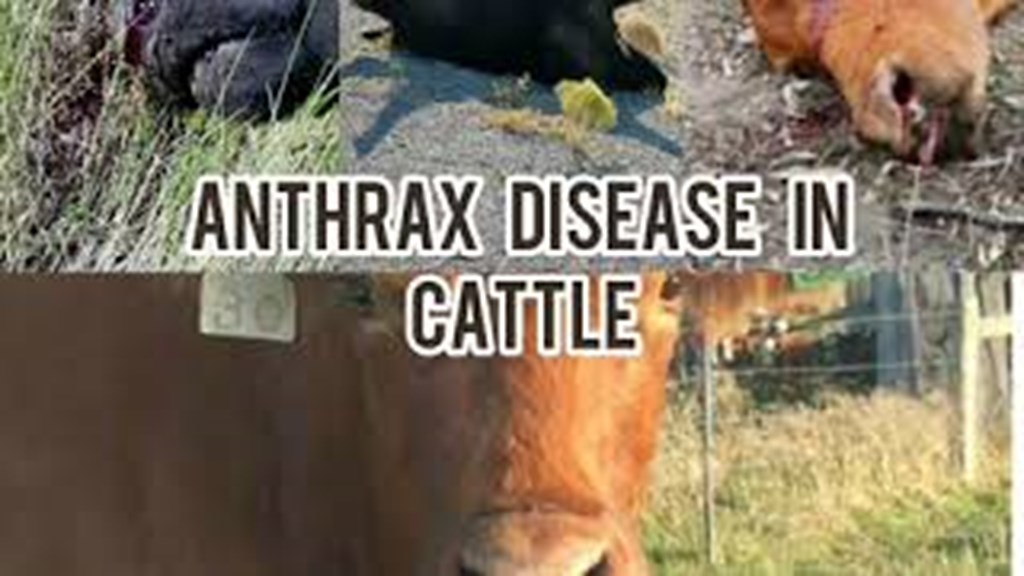 Veterinarians recommend vaccinating cattle in Drought Areas for Anthrax