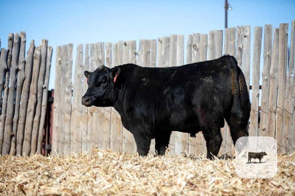 Cattle Range Listing Photo
