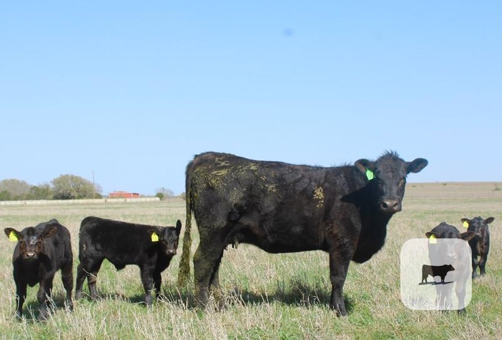 Cattle Range Listing Photo