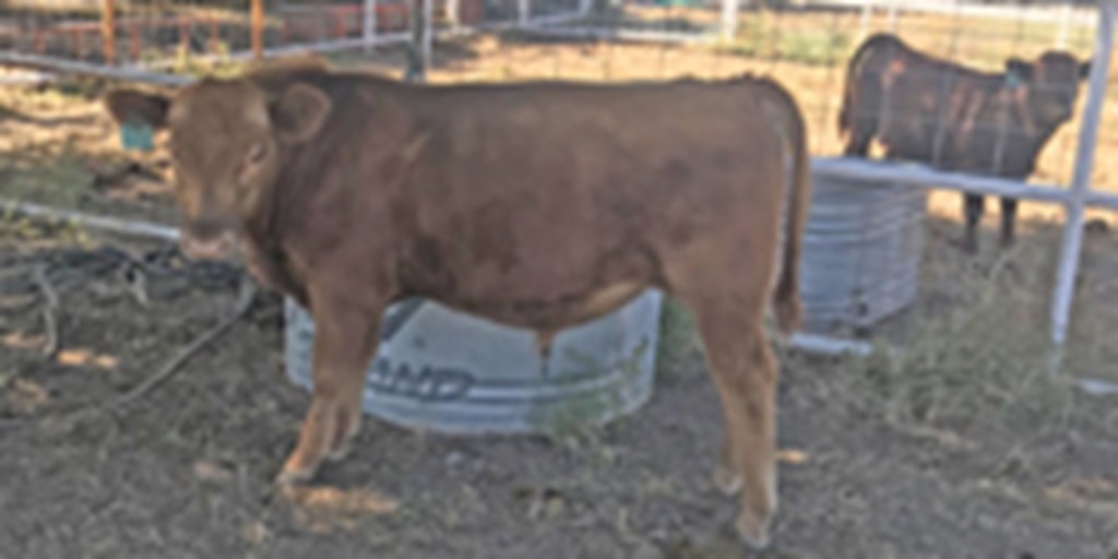 5 Red Angus Bull Calves... Southeast AZ