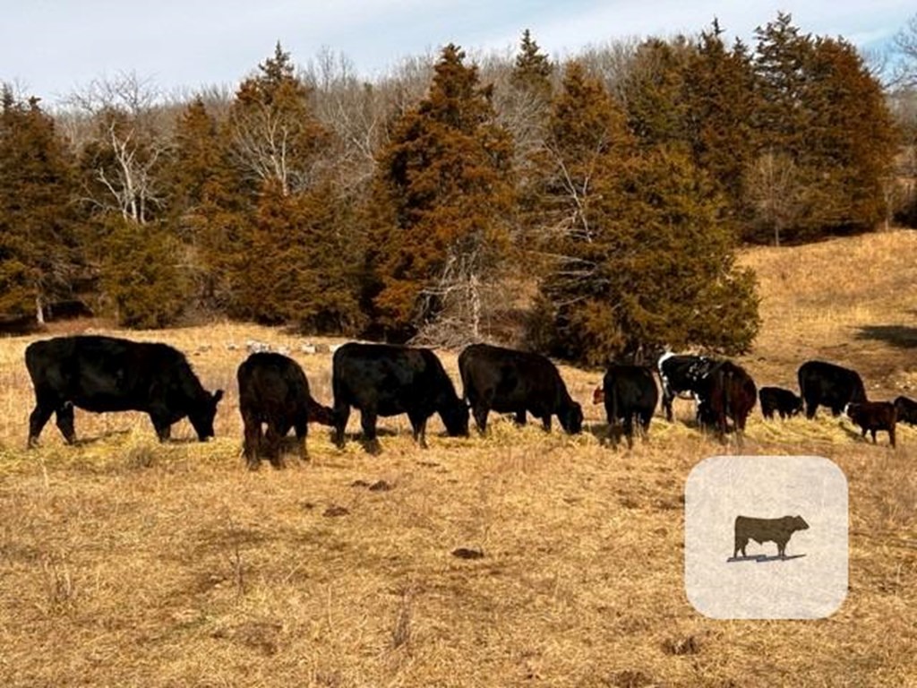Cattle Range Listing Photo