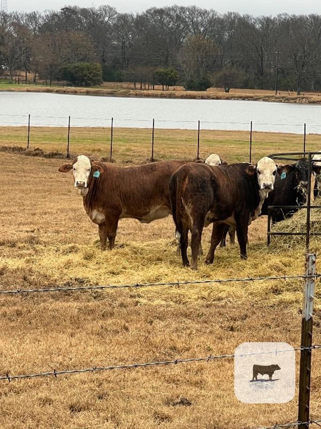 Cattle Range Listing Photo