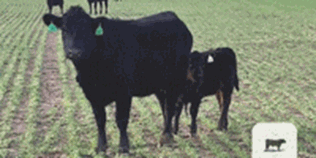 34 Angus & BWF 1st-Calf Pairs... Southwest OK