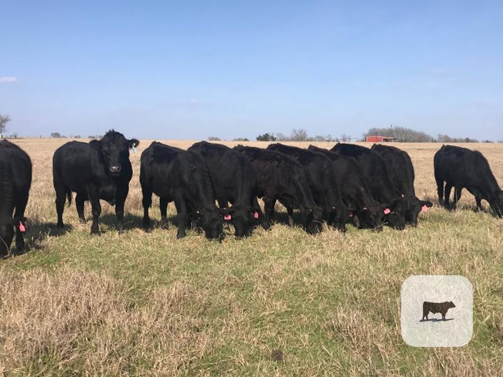 Cattle Range Listing Photo