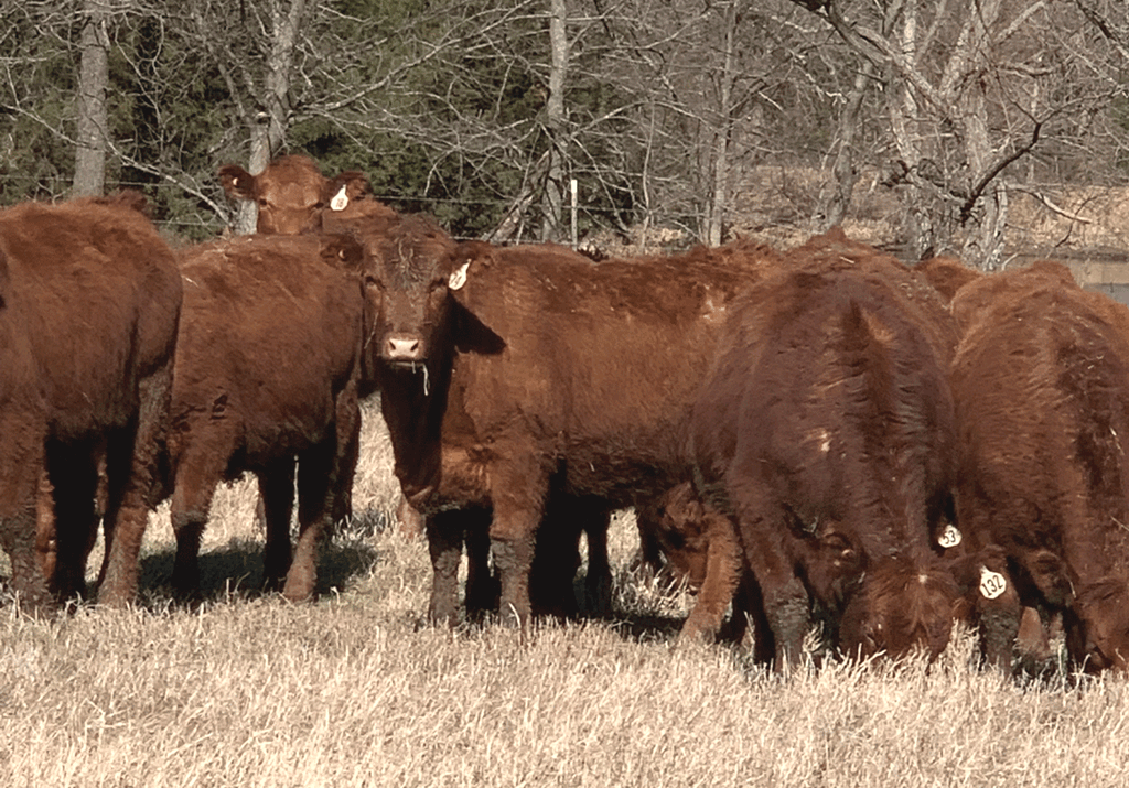 Spring 2022 Replacement Heifer Management Considerations