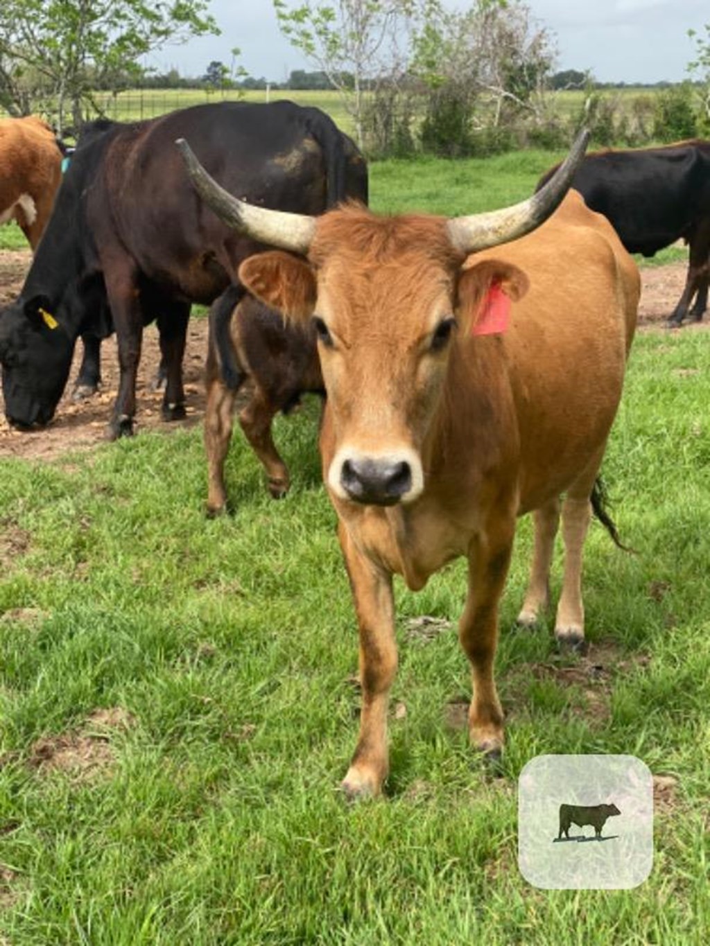 Cattle Range Listing Photo