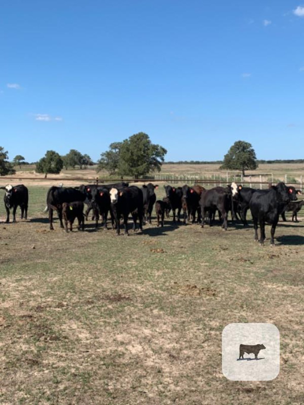 Cattle Range Listing Photo