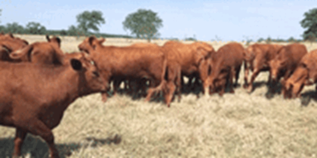 30 Beefmaster/Red Angus Pairs... Central TX