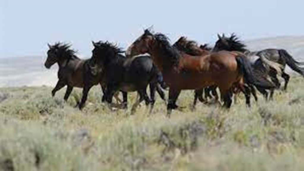 OSU & UW: Federal Government Management of Wild Horses needs to Change