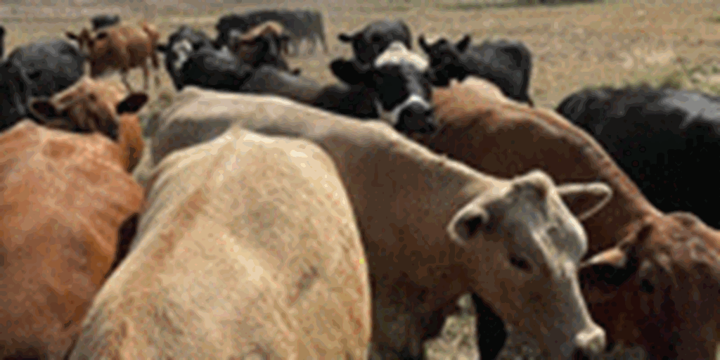 Listings Cattle Range