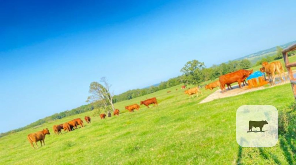 Cattle Range Listing Photo