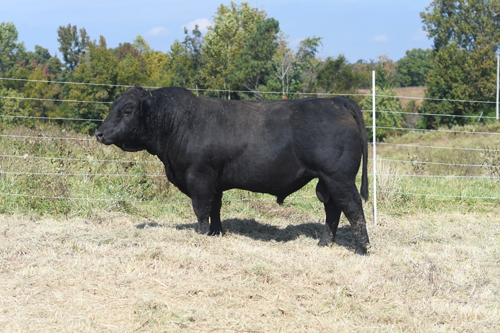 Cattle Range Listing Photo