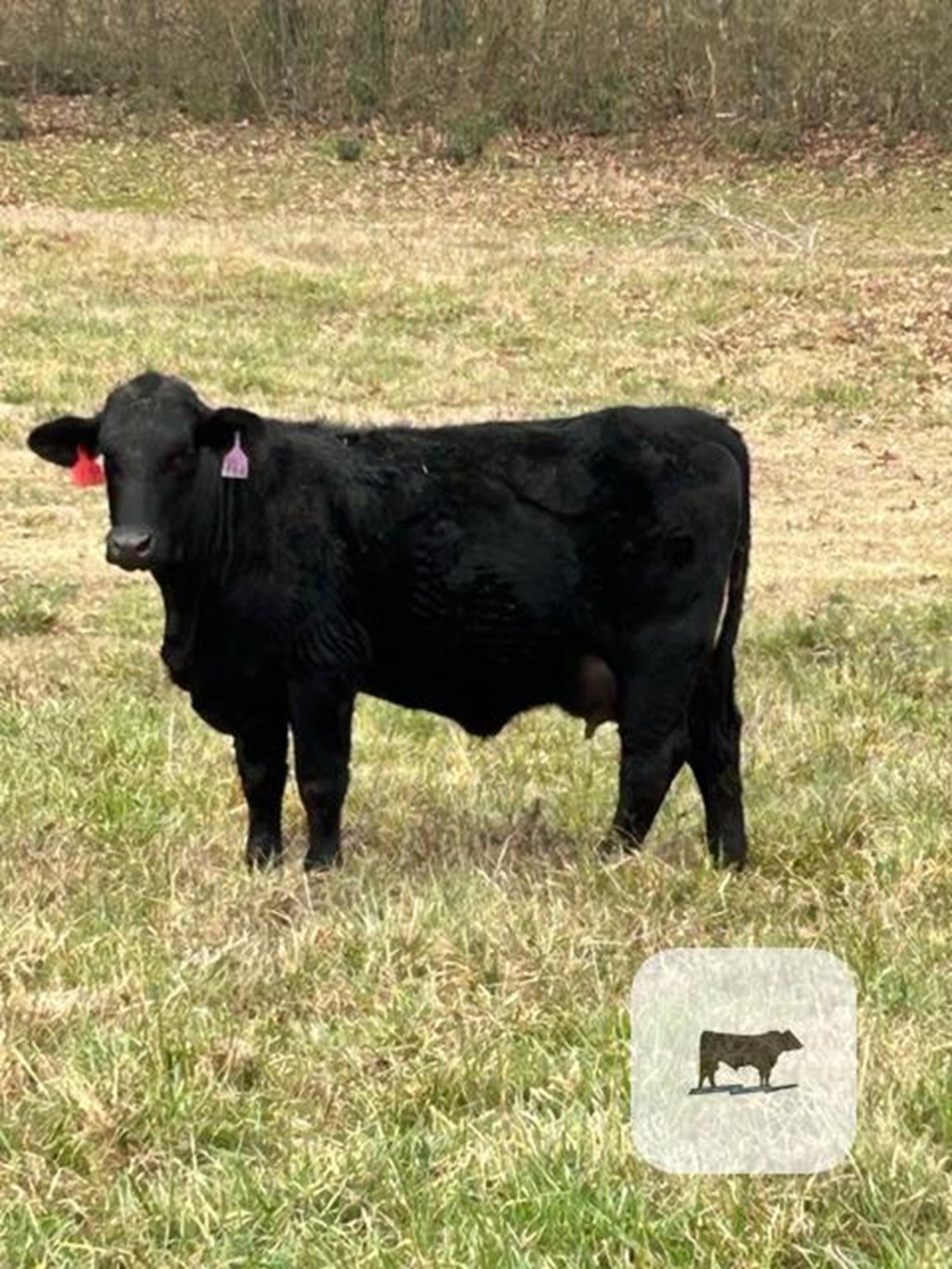 Cattle Range Listing Photo