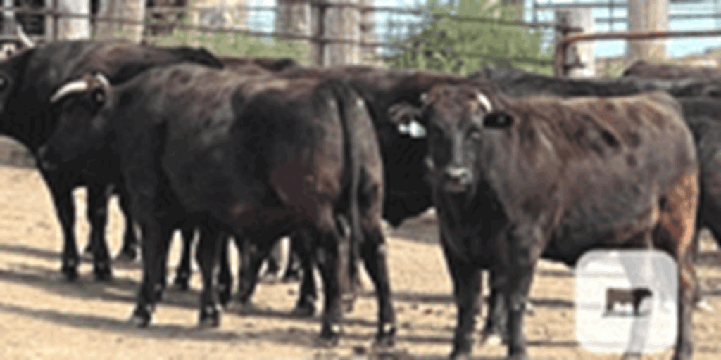 91 Purebred Wagyu Fed Steers & Heifers... Northwest IA