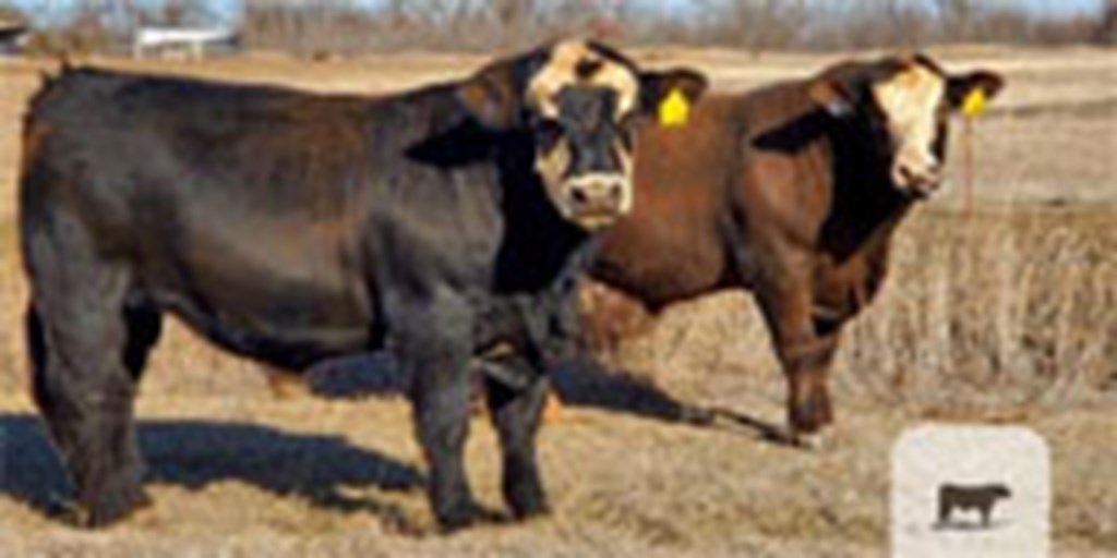 2 SimAngus Bulls... N. Central OK