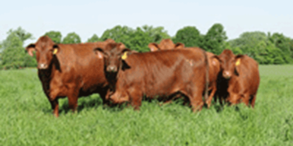 6 Reg. Beefmaster Bred Heifers... Southwest MS