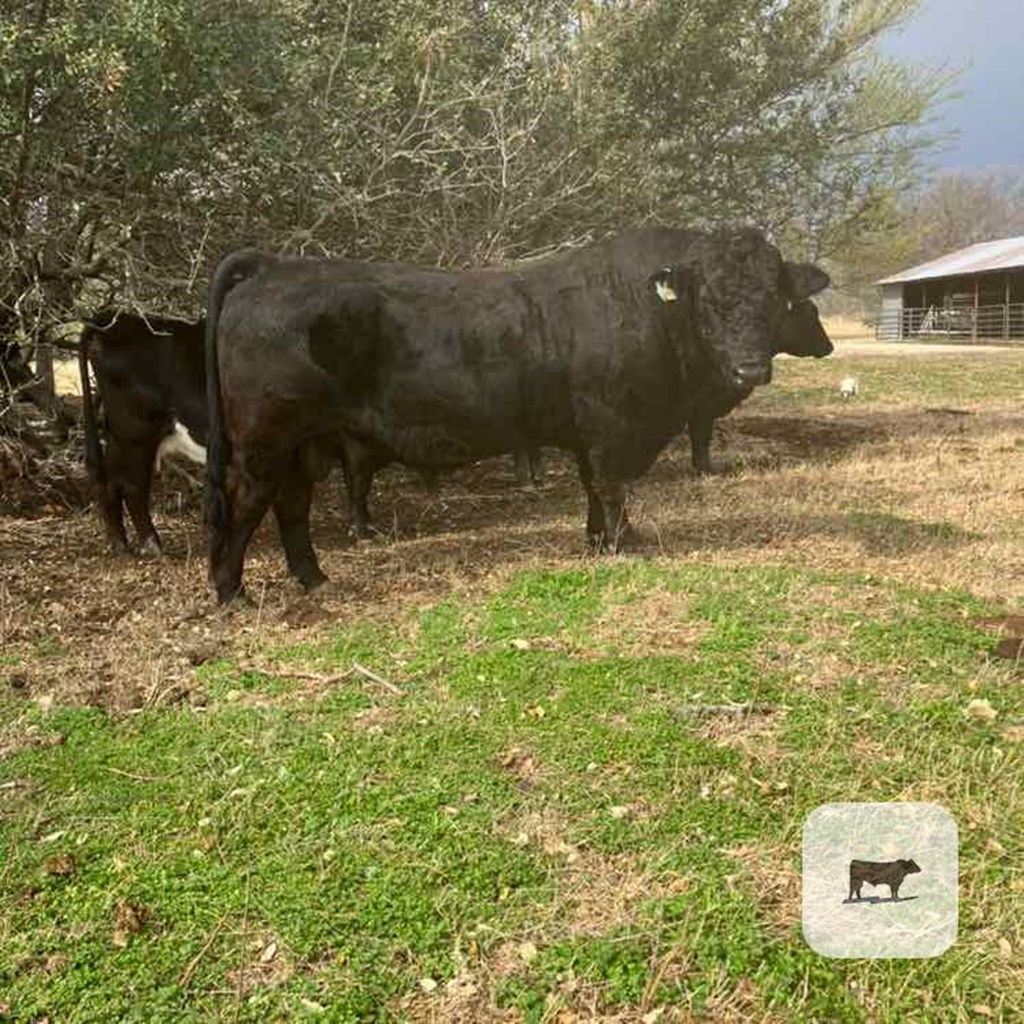 Cattle Range Listing Photo