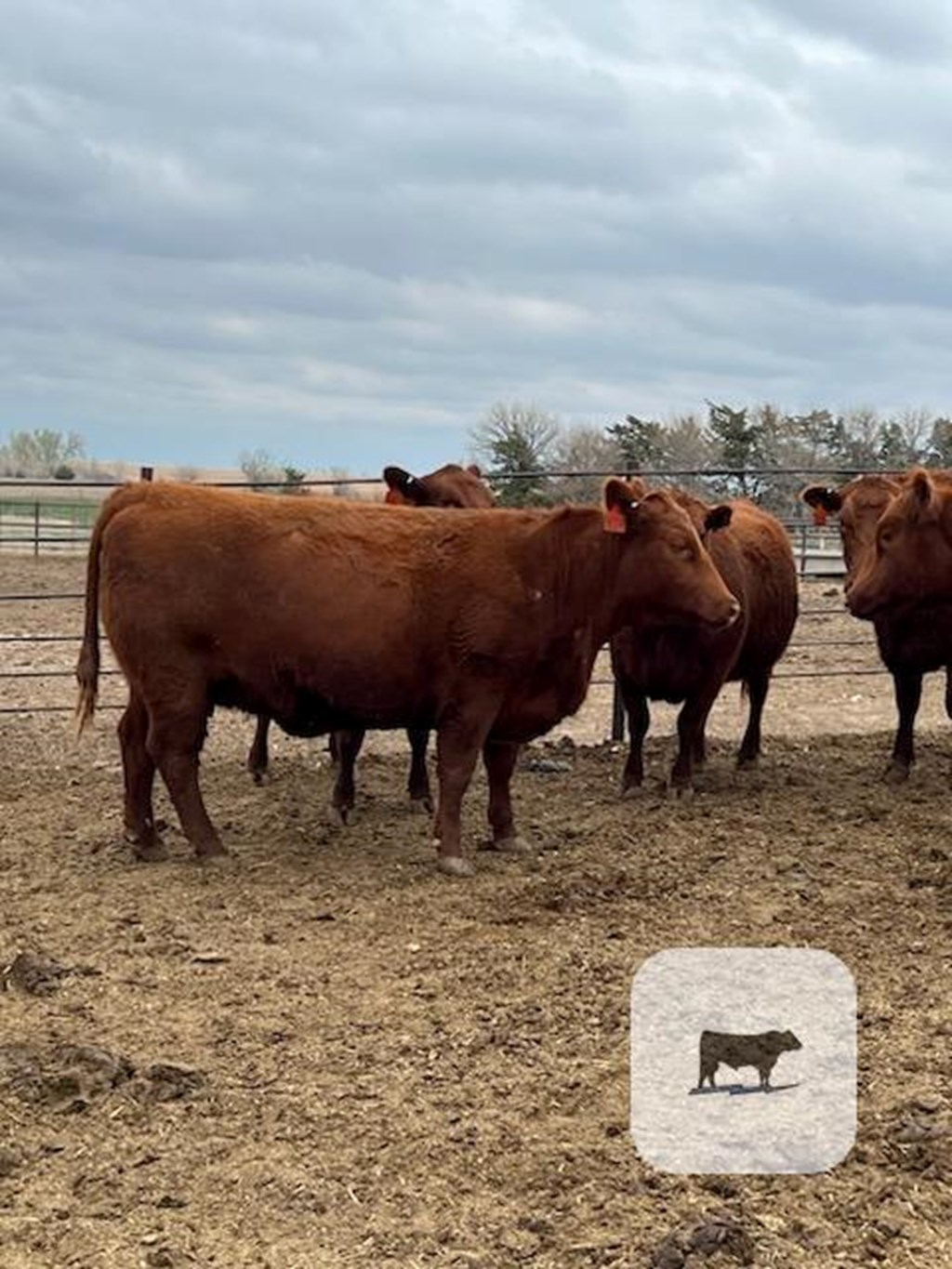 Cattle Range Listing Photo