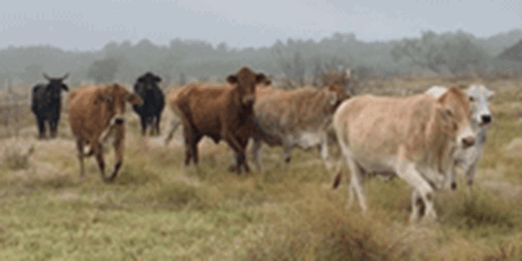 25 Brahman Cross & Crossbred Cows... South TX