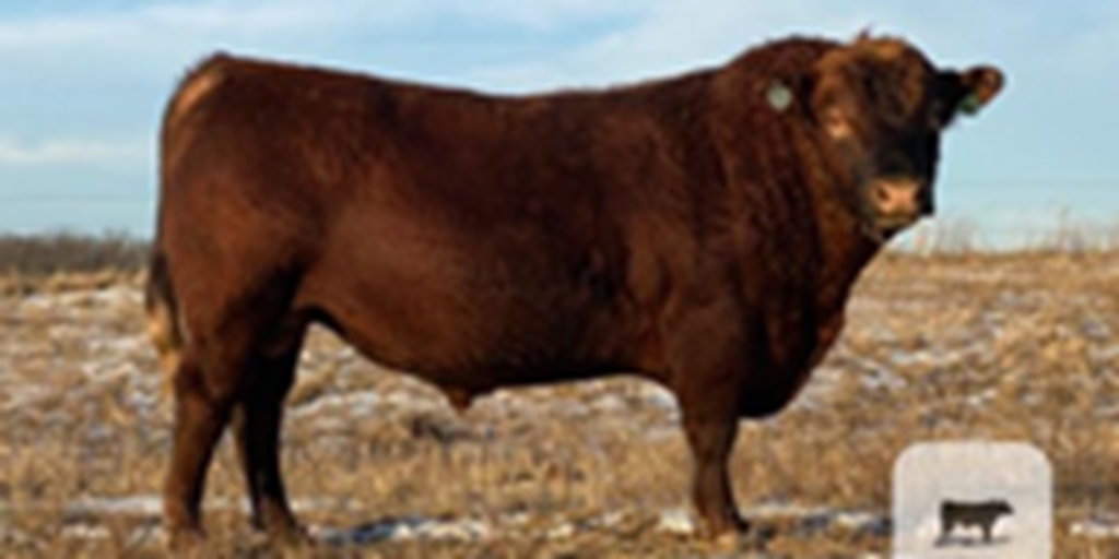 6 Red Angus Bulls... Northwest MO