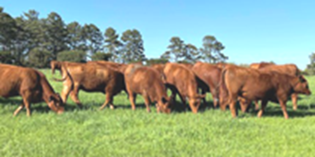 58 Reg. Red Angus Bred Heifers... Central AR
