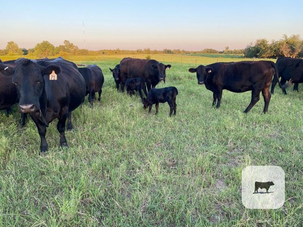 Cattle Range Listing Photo