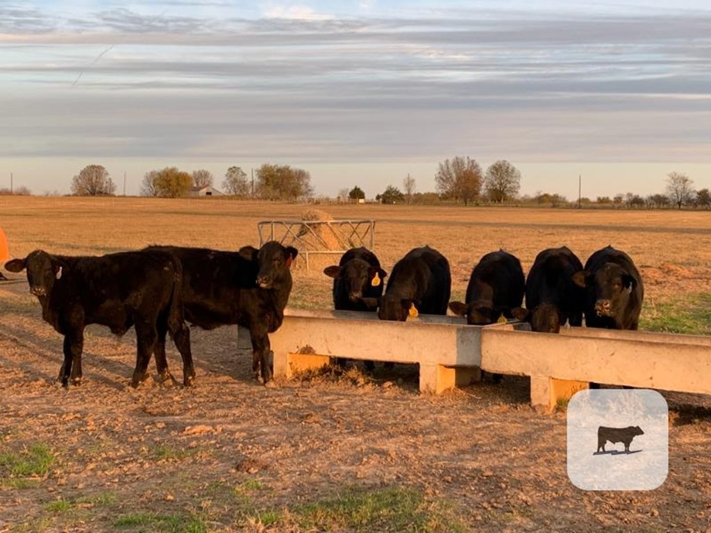 Cattle Range Listing Photo