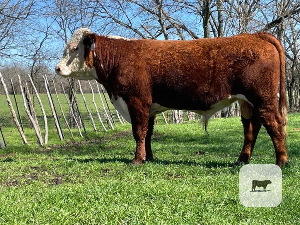 Cattle Range Listing Photo