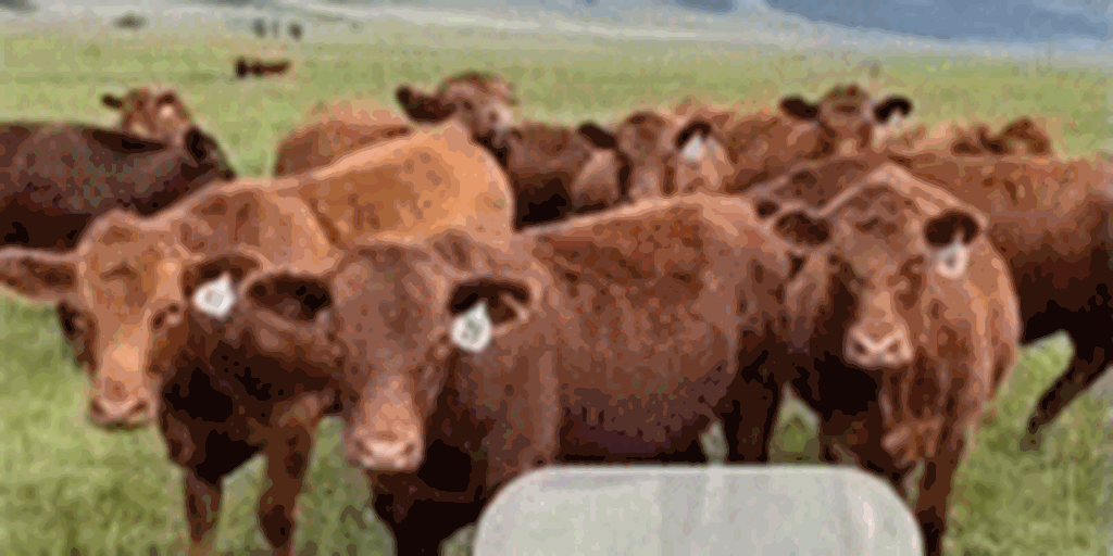 42 Red Angus Bred Heifers... Southwest UT