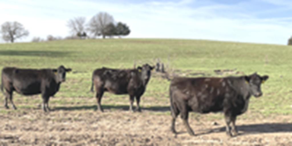 44 Angus & Black Baldy Cows... Southwest MO