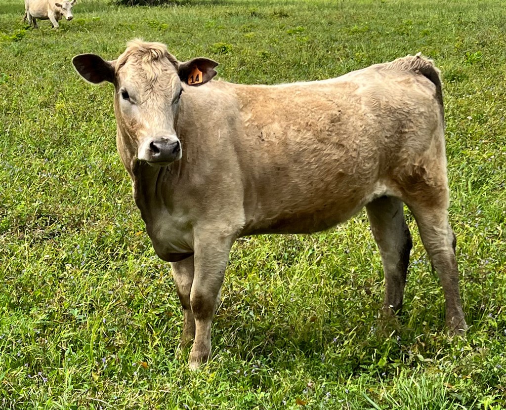 Cattle Range Listing Photo