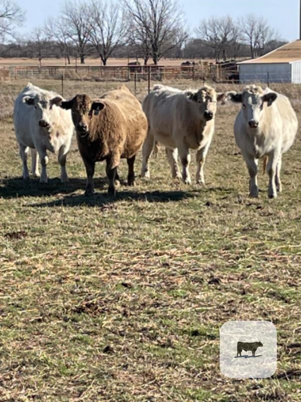 Cattle Range Listing Photo