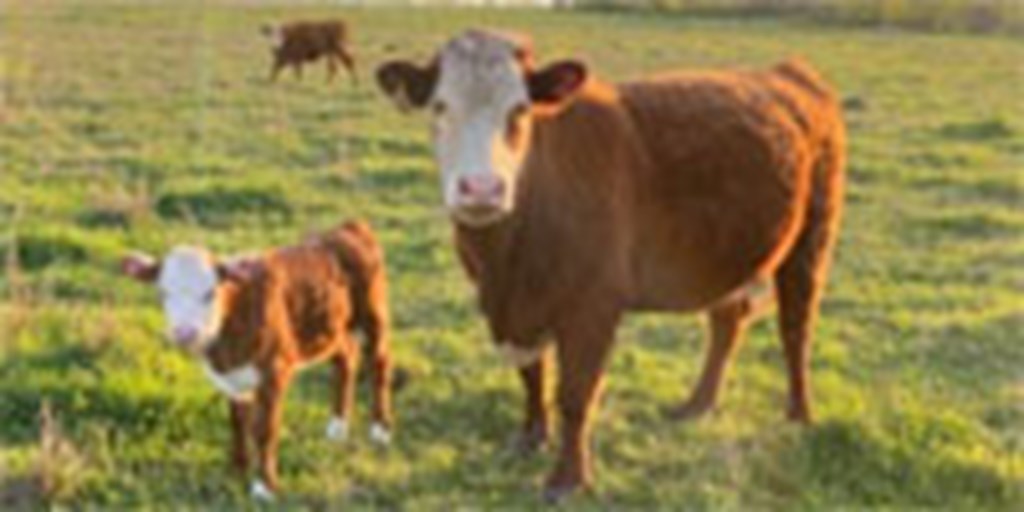 12 Hereford Cross 1st-Calf Heifers w/ 4+ Calves...  N. Central TX