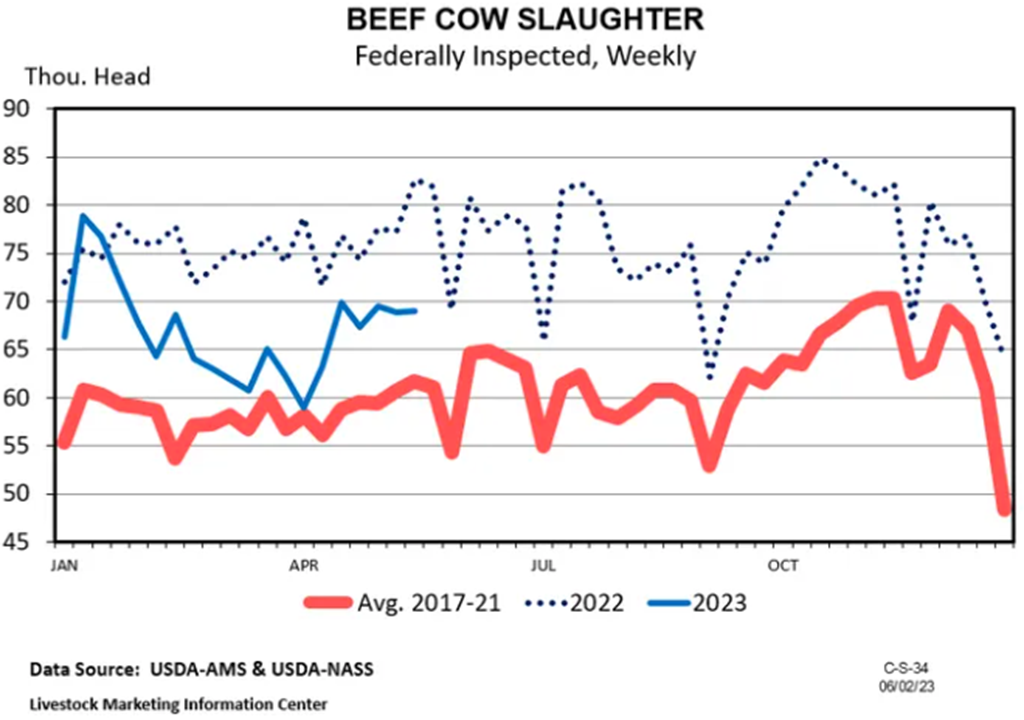 Elevated Beef Cow Slaughter Continues