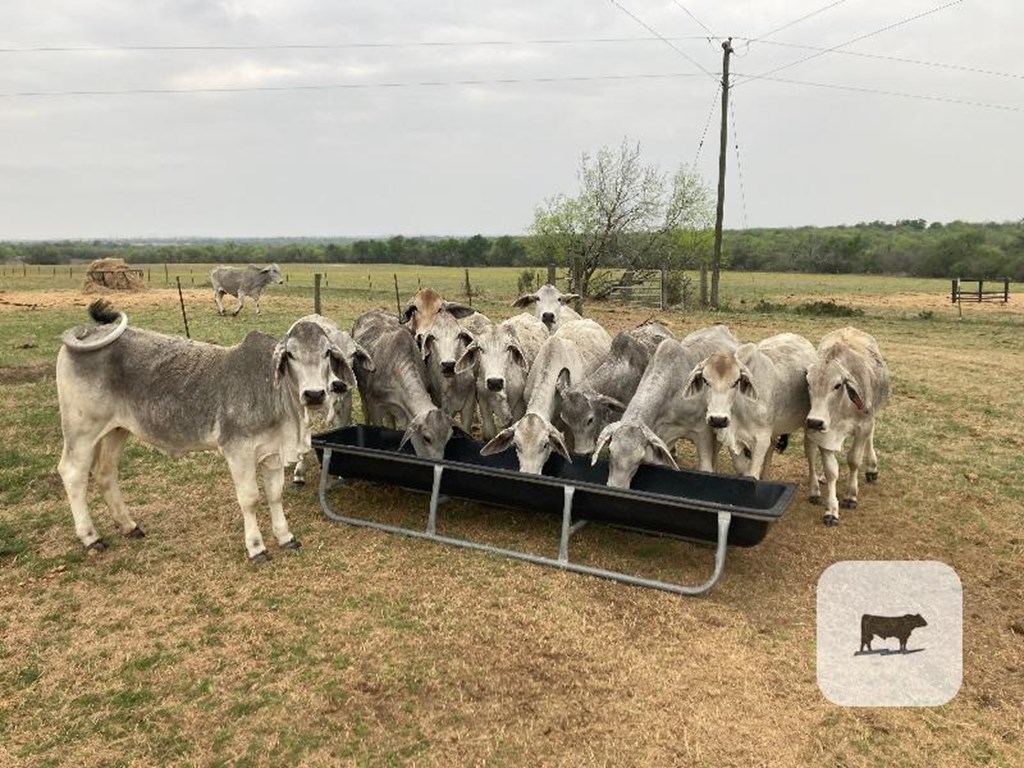 Cattle Range Listing Photo