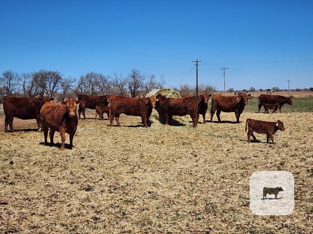 Cattle Range Listing Photo