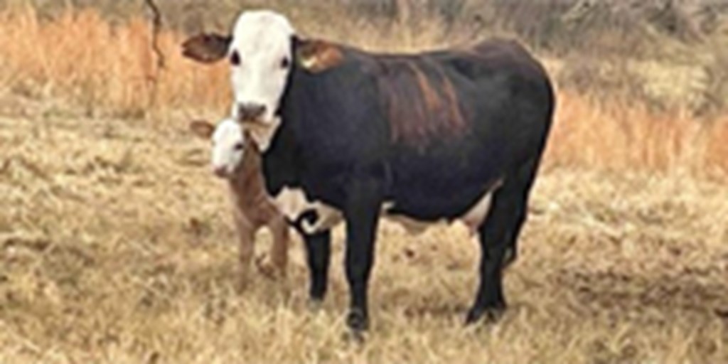 31 F1 Braford & Tigerstripe 1st-Calf Heifers w/ 5+ Calves... Central OK