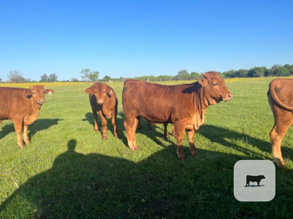 Cattle Range Listing Photo