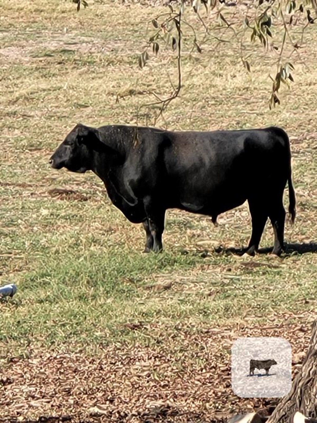 Cattle Range Listing Photo