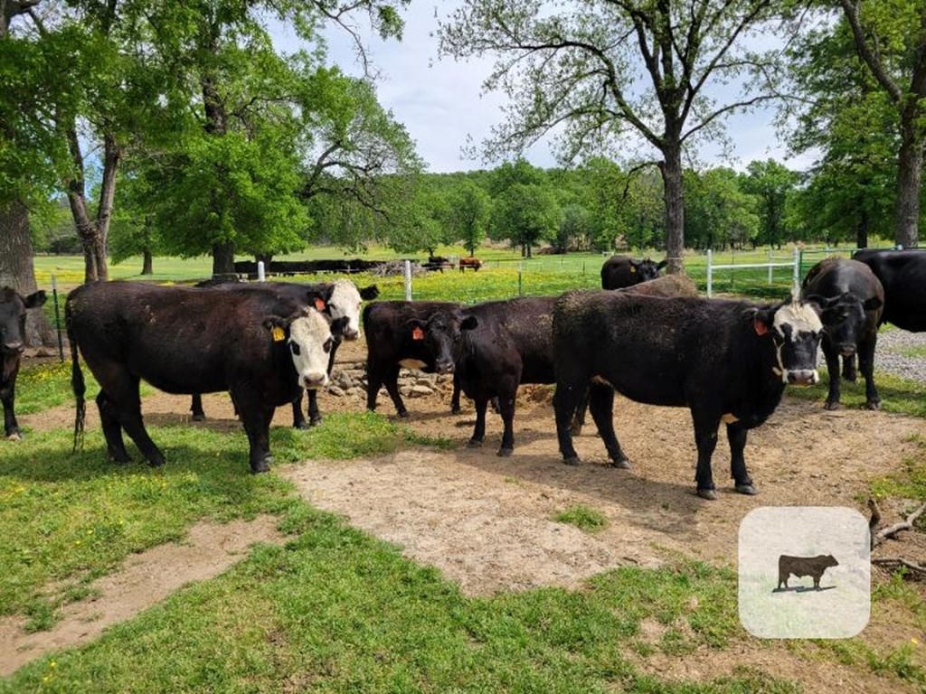Cattle Range Listing Photo