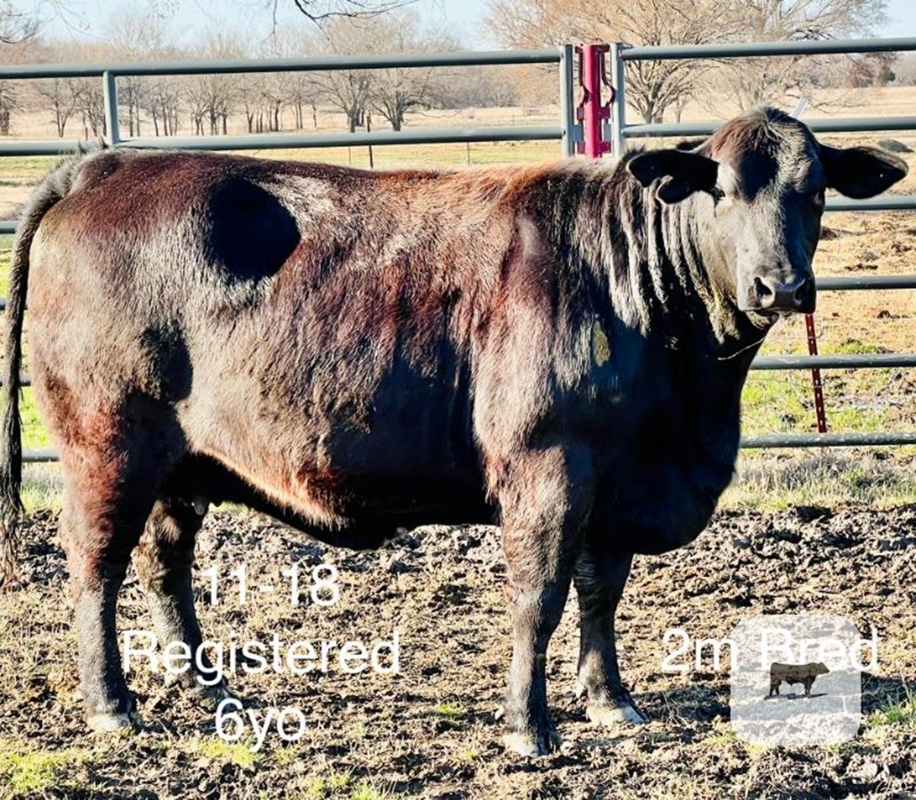 Cattle Range Listing Photo