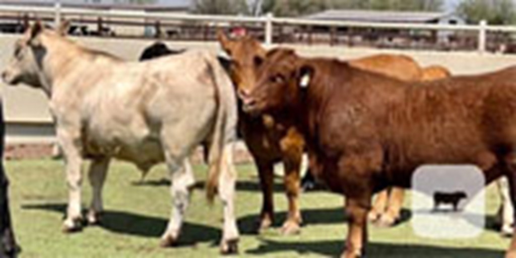 22 Crossbred Feeder Cattle... Central TX