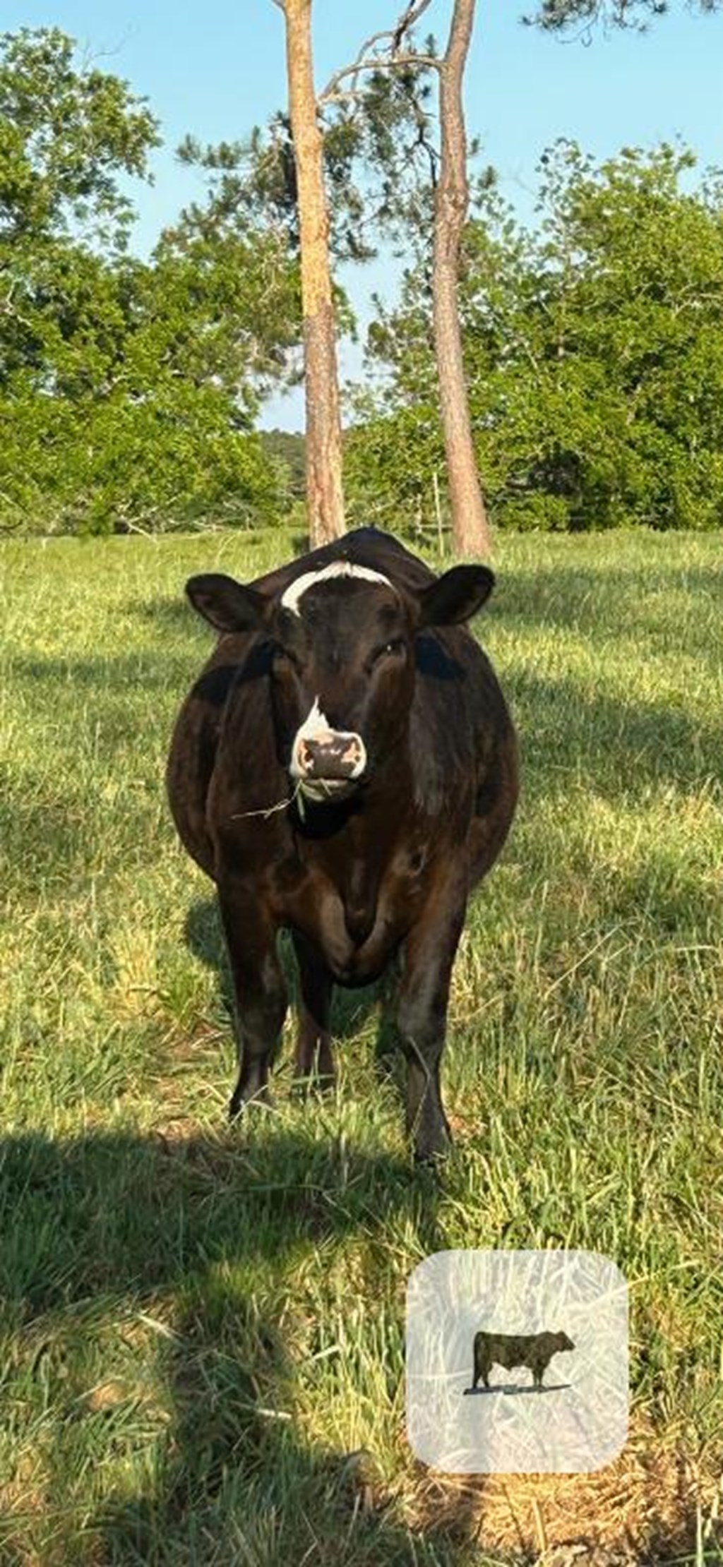 Cattle Range Listing Photo
