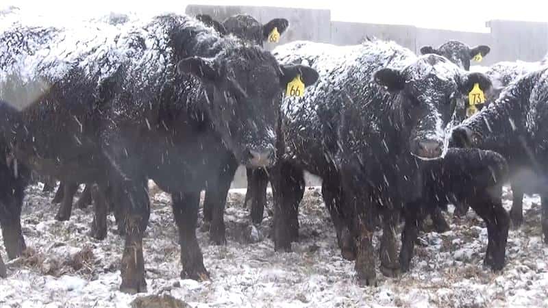 USDA Revises Calf Indemnity Rate in Disaster Program Following Steep Death Losses in April Storm