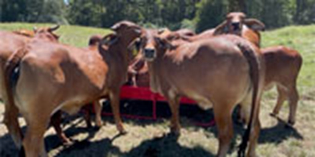 6 Reg. Red Brahman Bred Heifers... Southwest MS