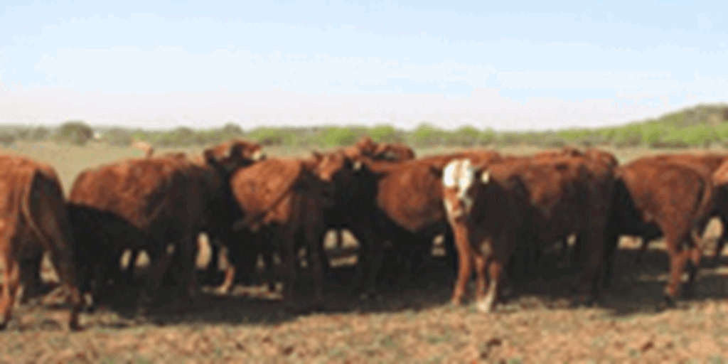 72 Red Angus Bred Heifers... North TX