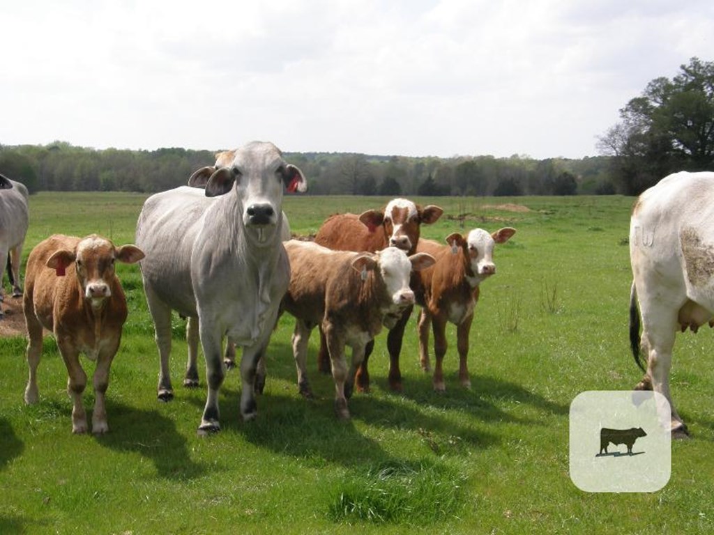 Cattle Range Listing Photo