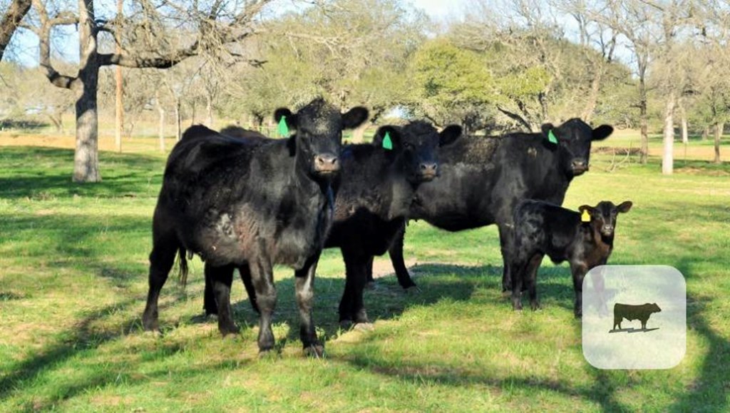 Cattle Range Listing Photo